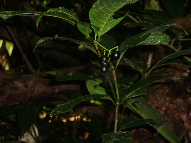 Psychotria sp
