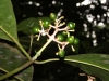 Psychotria - Infrutescência