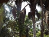 Arecaceae - Oenocarpus bacaba