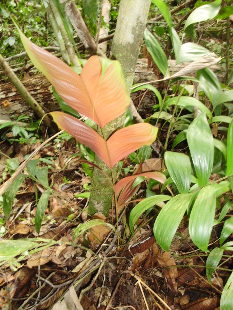 Geonoma macrostachys (palmeira)
