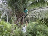 Coletando infrutescência de arecaceae palmeira