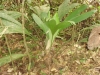 Cyclantaceae