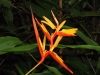 Heliconia acuminata - Inflorescência