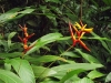 Heliconia acuminata - Hábito