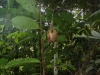 Aristolochia dalyi - Cipó