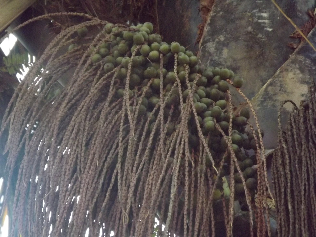 Frutos de Oenocarpus bacaba