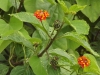 Lantana camara