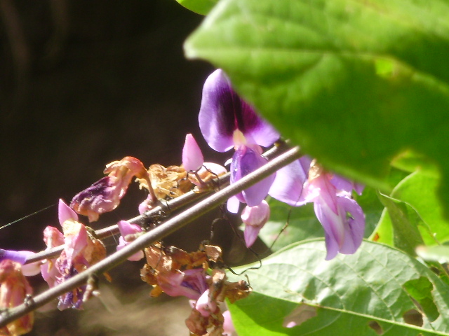 Fabaceae - Mimosoideae