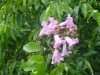 Bignoniaceae