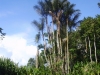 Bactris riparia