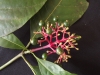 Palicourea sp