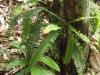 Pteridophyta