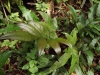 Pteridophyta