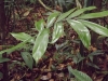 Zamia