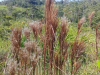 Andropogon bicornis