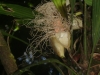 Cyclantaceae Inflorescência