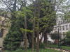 1_Arvore-mais-antiga-de-Paris_1601-Sobrevive